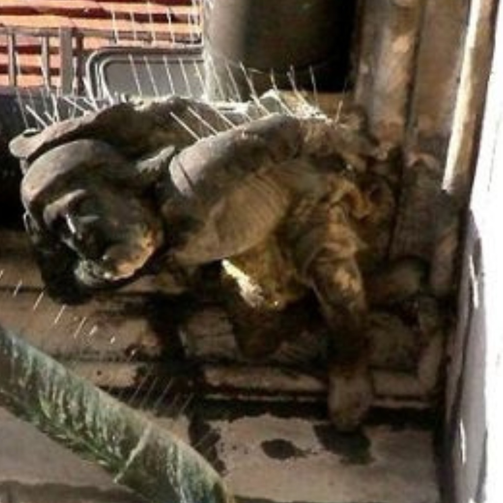 Bild vom Zimmermann in der st Peterskirche der beim Bau abstürzte